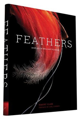 Feathers: Displays of Brilliant Plumage